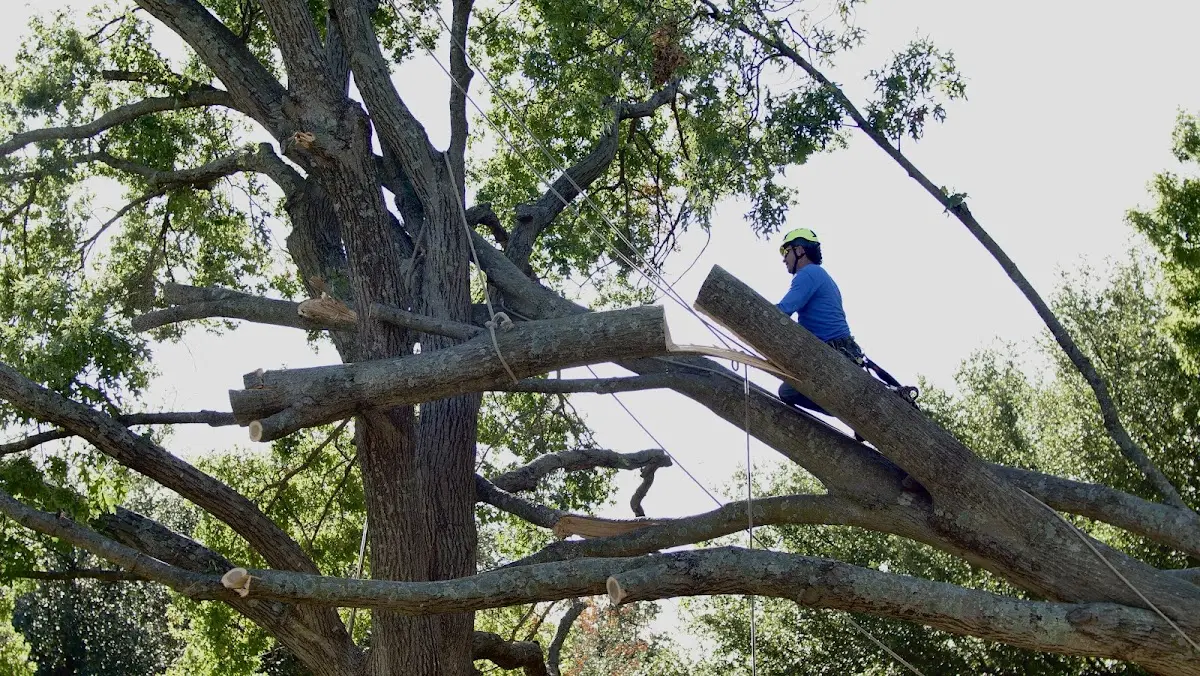 Professional Hazardous Tree Removal performed by certified arborists in Forest Hill