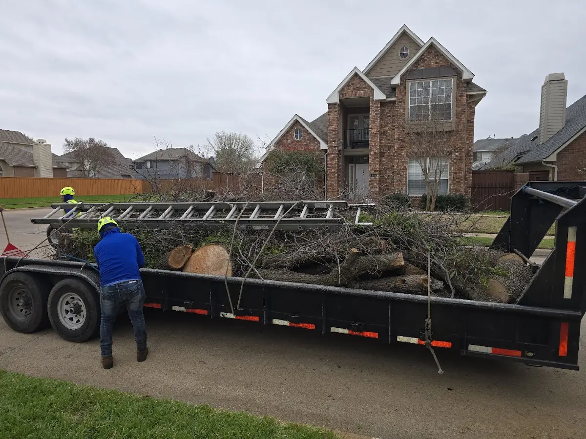 Expert Tree Pest Control with proper safety equipment in Forest Hill